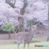 春爛漫
