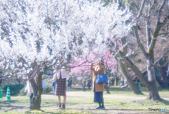 春フォト