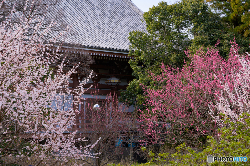 智積院