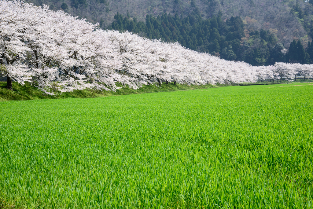 名田庄