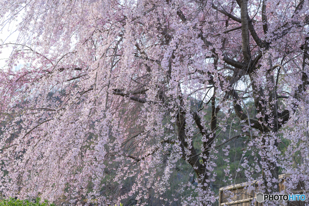 祇園の枝垂れ桜