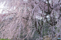 祇園の枝垂れ桜