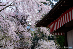 醍醐寺