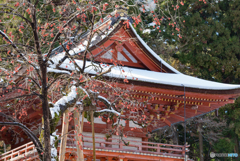 なごり雪・なごり柿