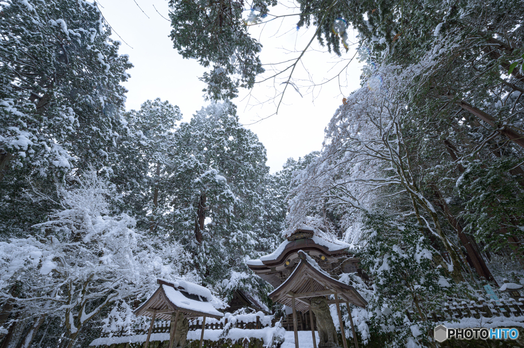 雪と森に守られた神域