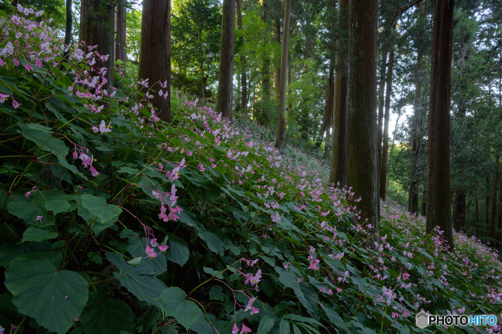 迷いの森