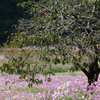 Blossom