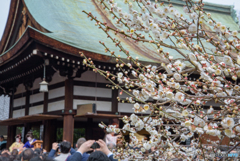 花より団子、でも豆よりは花