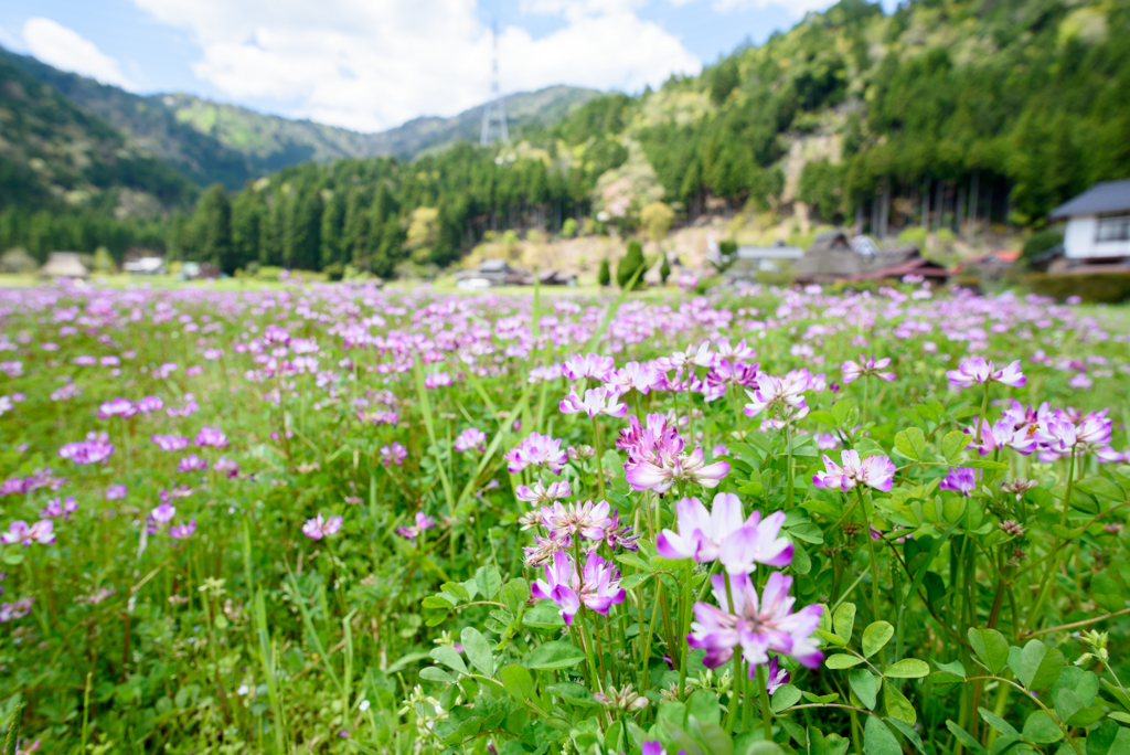 美山