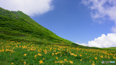 夏の雲、夏の花