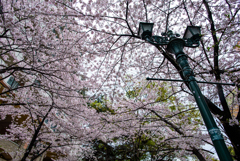 宝塚・花の道