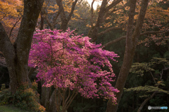 花盛り