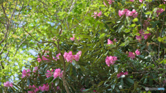 花と新緑と