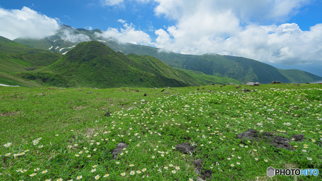 鳥海山お花畑