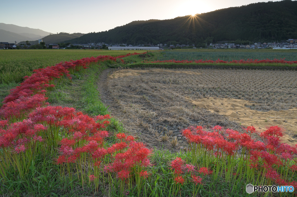 秋に至る道