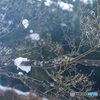 最後の一雪