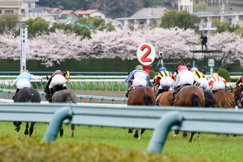 桜に向かって走る