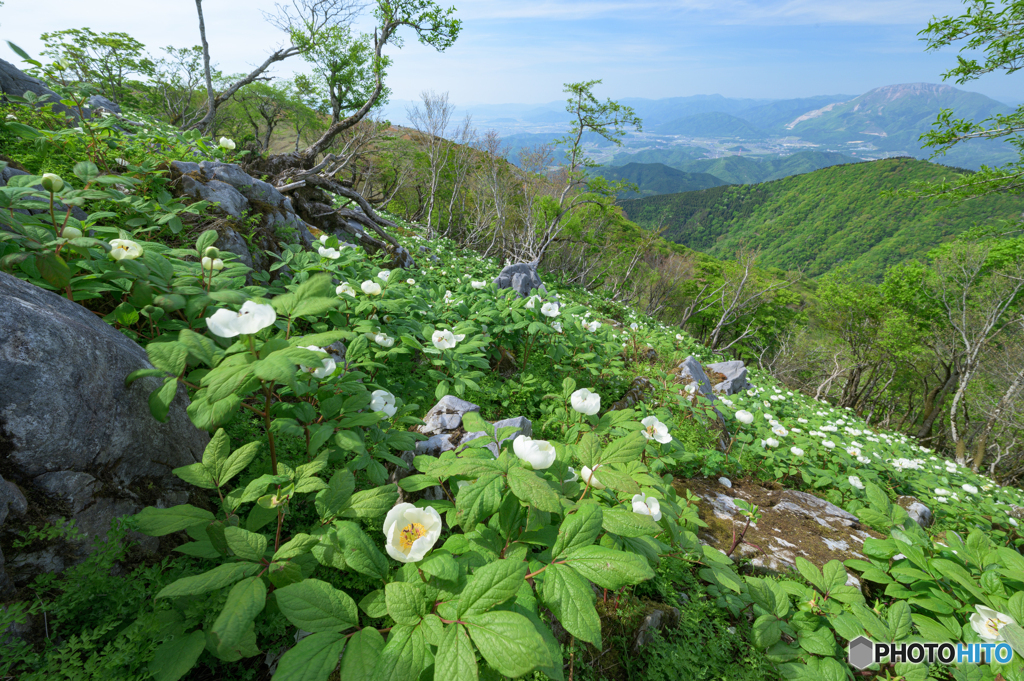 ヤマシャクヤクの山