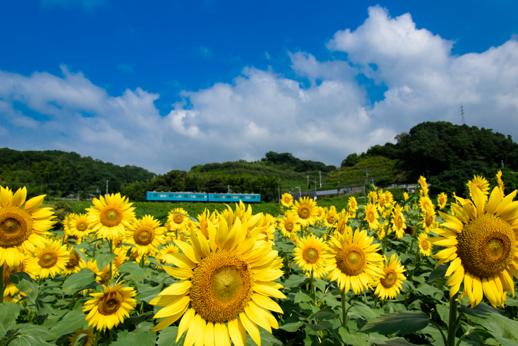 五條・ひまわり