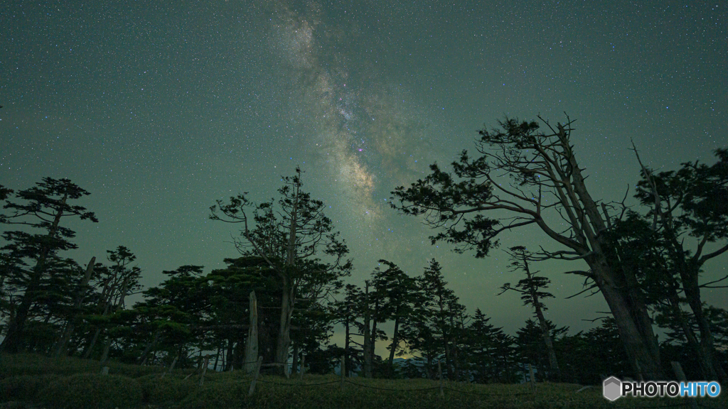 木々がささやく