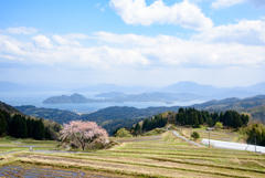 松尾の一本桜