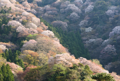 神子の山桜