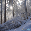 Forest Gamp