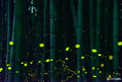 竹林に舞う