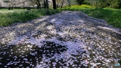 たかが桜、されど桜