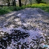 たかが桜、されど桜