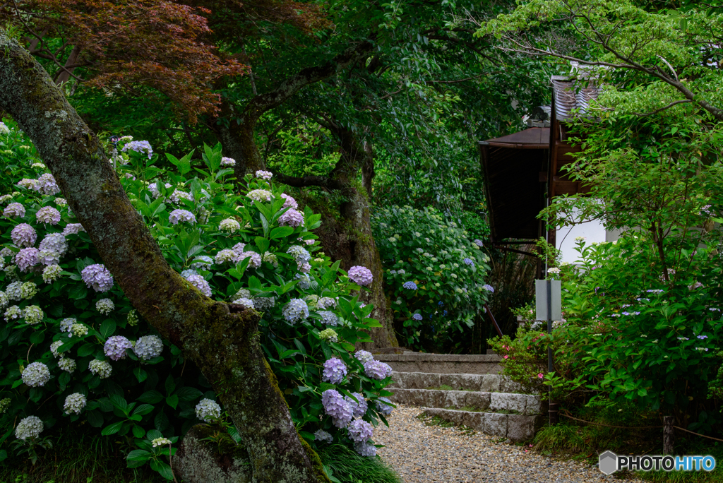 矢田寺