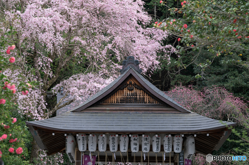 咲き競う