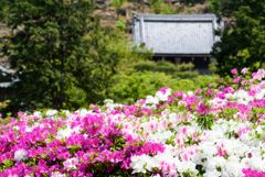 三室戸寺