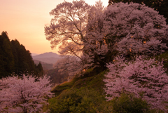 桜宴
