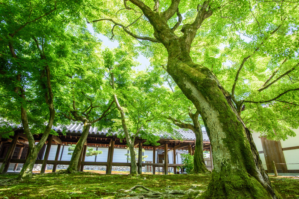 東福寺