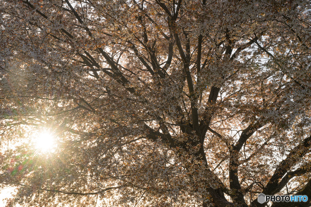 陽光降る一本桜