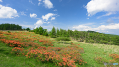 高原風景