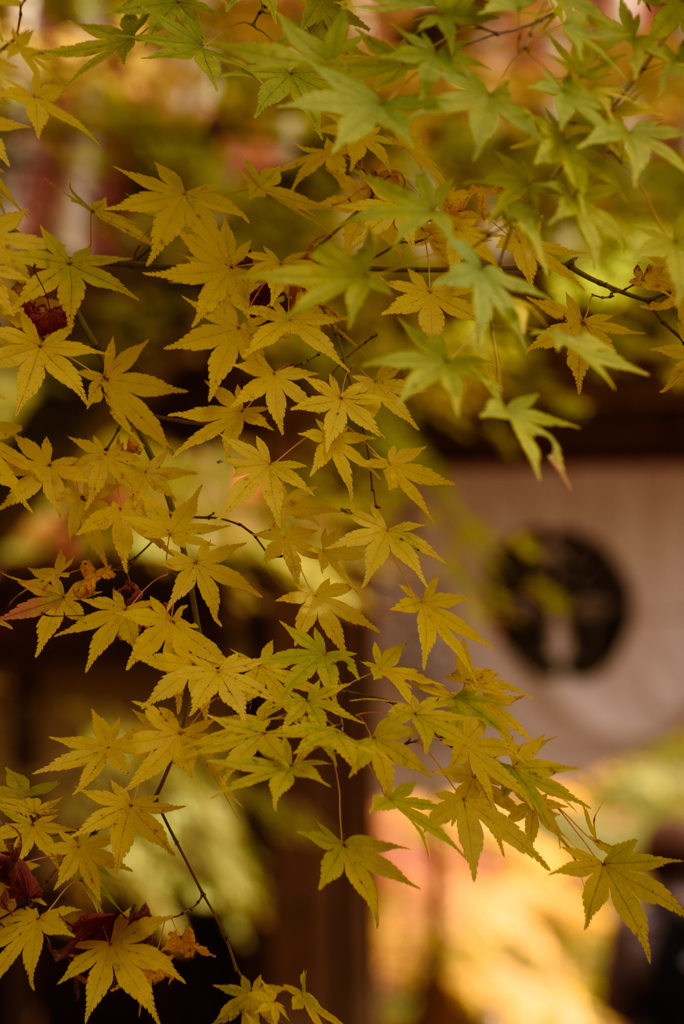 光明寺