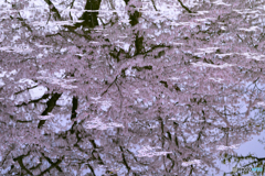 散る桜 残る桜も 散る桜