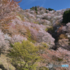服ははるやま、はるやまは吉野