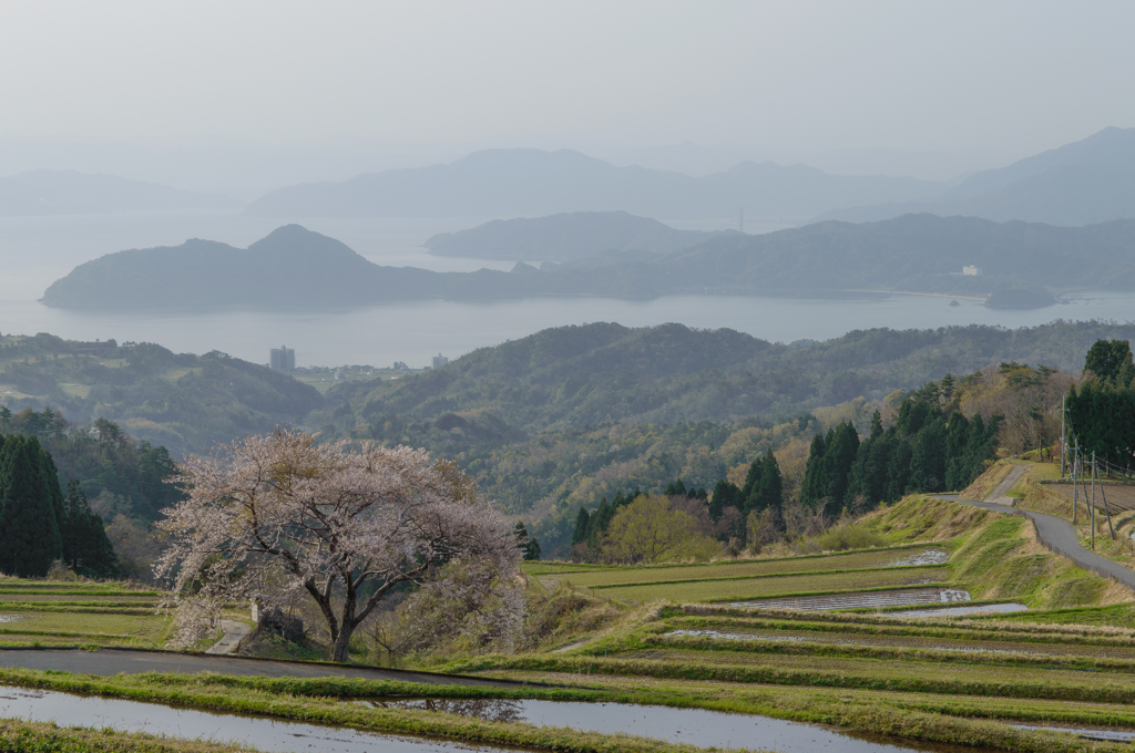 松尾の一本桜