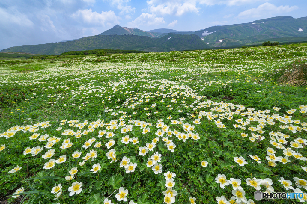 この広い野原いっぱい