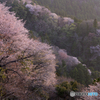 春の目覚め