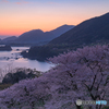 たかが桜、されど桜