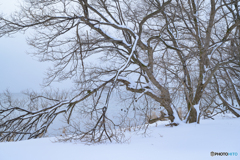 風雪耐える