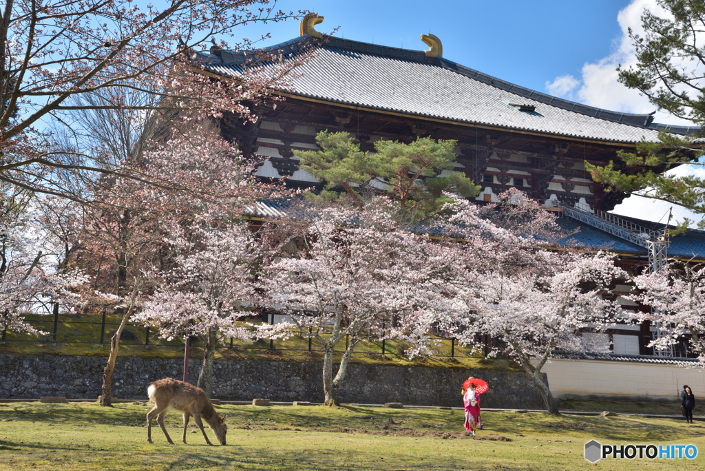 あをによし奈良の都は咲く花の　