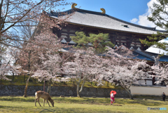 あをによし奈良の都は咲く花の　