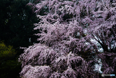 醍醐寺