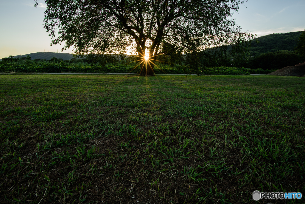 My only lonely tree