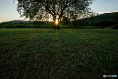 My only lonely tree